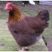 Wellsummer Large Fowl Fertile Hatching eggs.